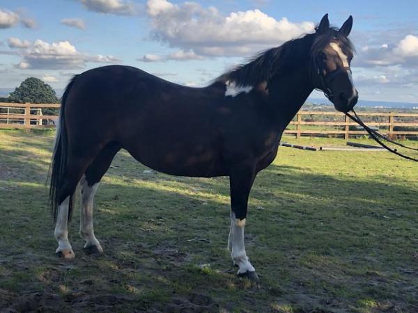 Image 1 of Skewbald Mare for sale 13.2hh