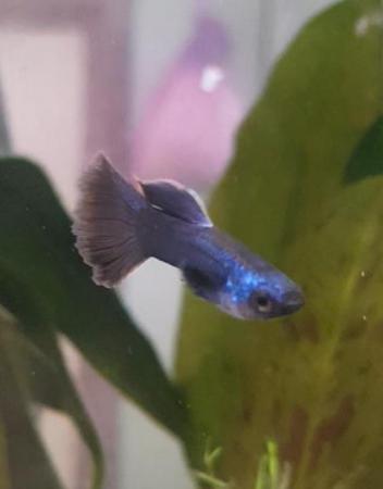 Image 7 of Blue Moscow juvenile guppies 10 for £15