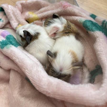 Image 5 of baby guinea pigs( male and female). will be ready in 8 weeks