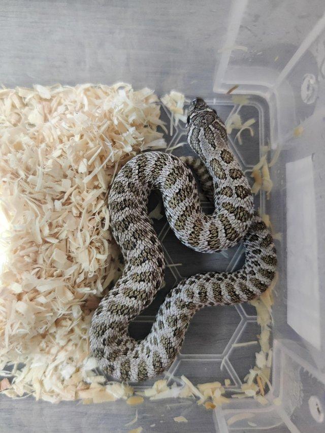 Preview of the first image of Normals and Arctics het albino and 66% lavender.