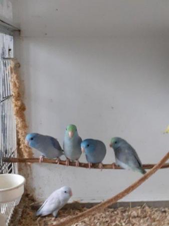 Image 4 of Young parrotlets all closed rung