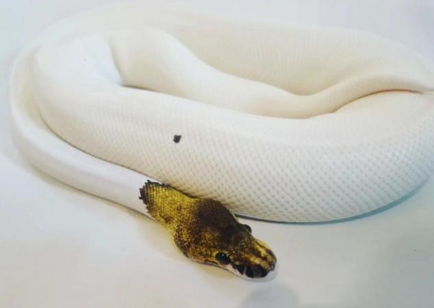 Image 2 of Pewter pied royal python male