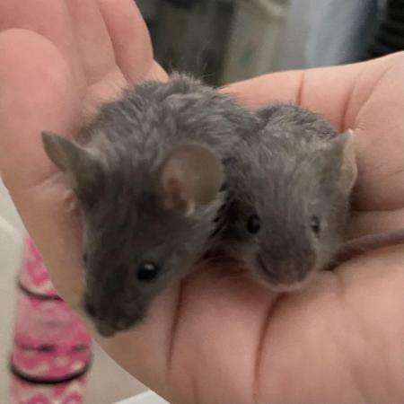 Image 5 of Two Baby Male Mice Looking For Homes
