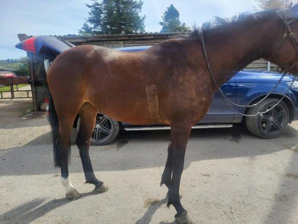 Image 2 of 16hh part breed Welsh x tb mare