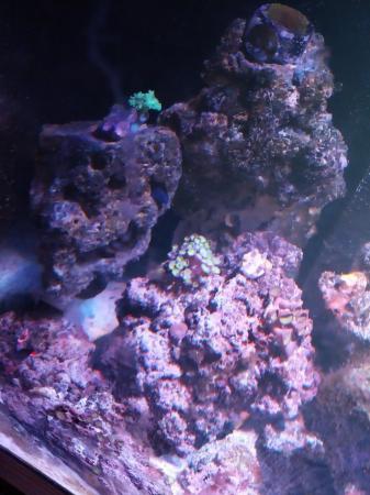 Image 6 of Marine tank reef tank saltwater tank. Corals lights fish etc