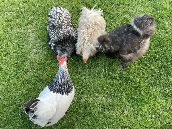 Image 1 of Chickens laying Hens silkies and bantam Sussex