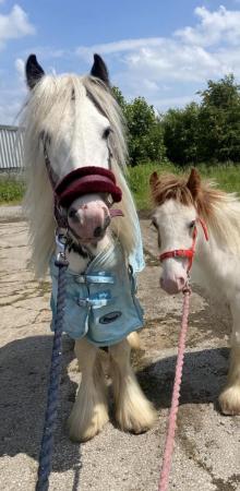 Image 39 of PONY PROJECTS.1-6yo COBS+WELSHES+MINIS SOON READY 4-13hh