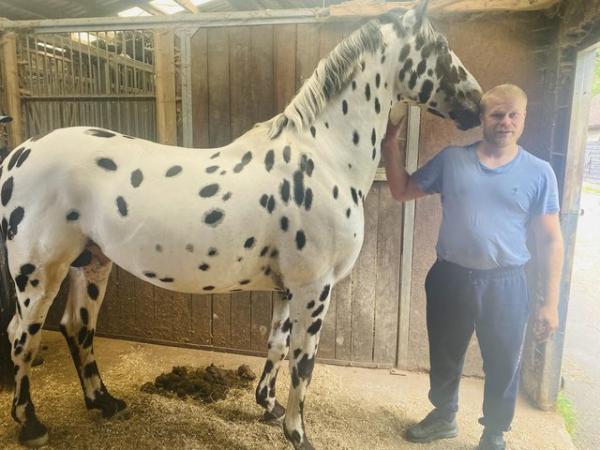 Image 10 of Spanish Spotted Saddle Horse 2024 foal