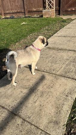 Image 5 of 3 year old female & 2 year old male pugs for sale