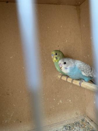 Image 2 of Baby budgies ready for new home