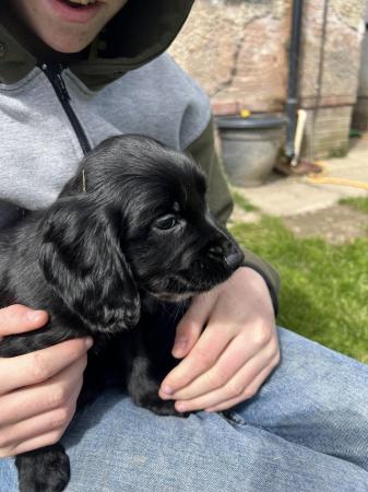 Image 5 of Cocker/Sprocker puppies for sale