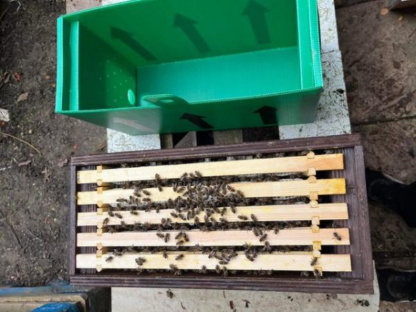 Image 5 of 5 frames of honey bee nuc 2024 queen