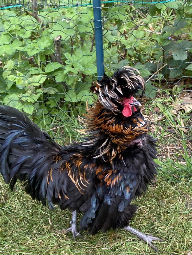 Preview of the first image of Polish Frizzle Cockerel.