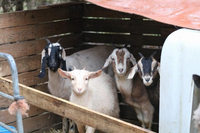 Image 3 of Partial herd reduction of some gorgeous goats.