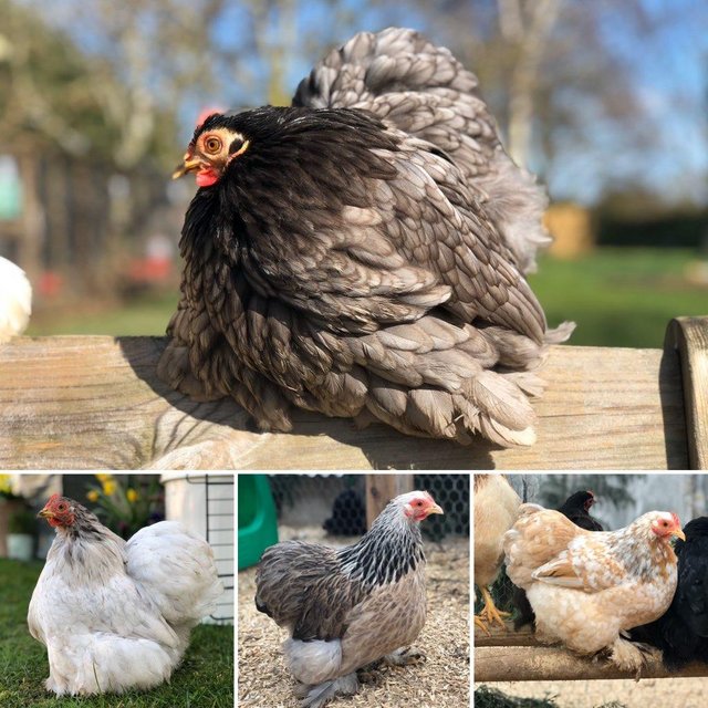 Preview of the first image of Pekin Bantams for Sale - Range of Colours.