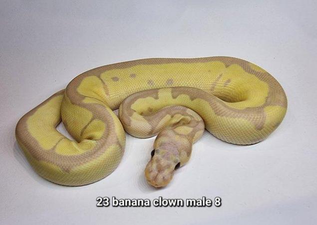 Image 7 of Royal Ball Pythons - Multiple available