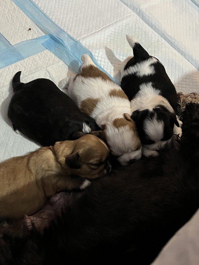 Preview of the first image of Beautiful Lhasa x shih puppies.