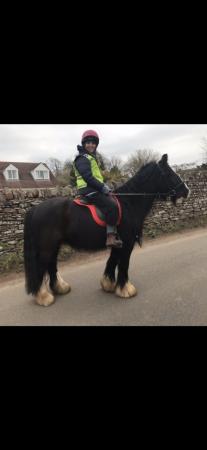 Image 2 of Super 12.3 gypsy cob gelding available for part loan
