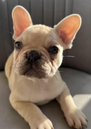 Image 5 of *Ready now* Beautiful KC Registered French bulldog puppies