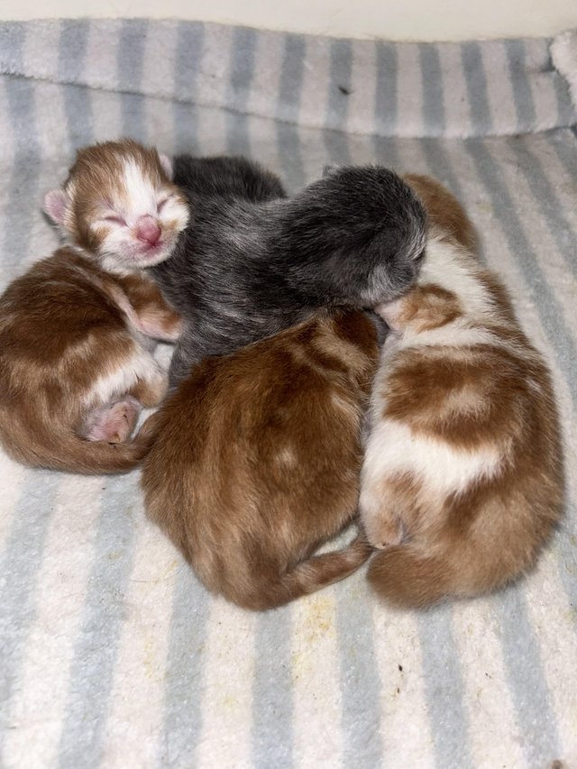 Preview of the first image of Boys kittens for sale gingers.