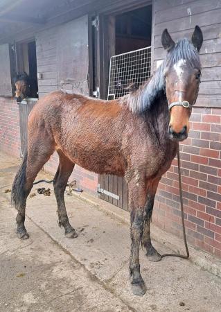 Image 1 of Lovely Irish Sports Horse 2yr Filly