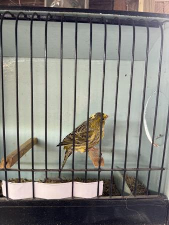 Image 3 of Lizard canaries looking for new post code