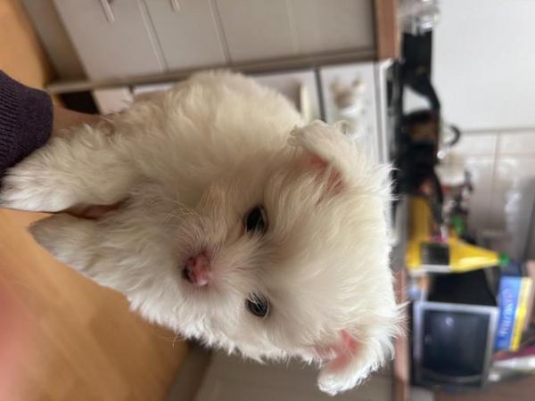 Image 3 of White Bichon and White Pomeranian Puppies in Leeds