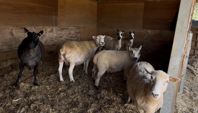 Ewes and lambs for sale Essex — photo 4 of 4