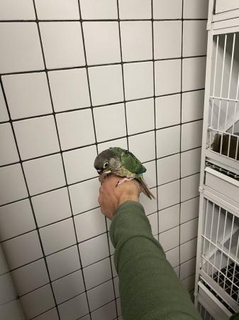 Image 2 of Silly Tame Hand Reared Baby Green Cheek Conures
