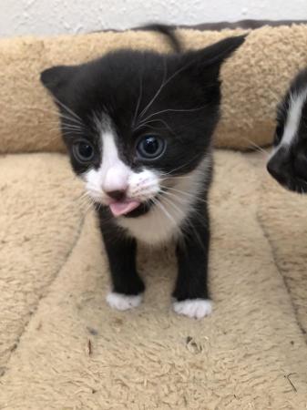 Image 5 of 3week old beautiful kittens