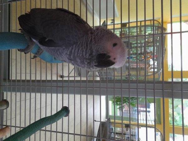 Image 2 of African Grey Baby Hand Reared
