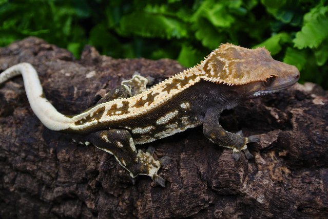 Image 4 of Black based imported Harlequin crested gecko male