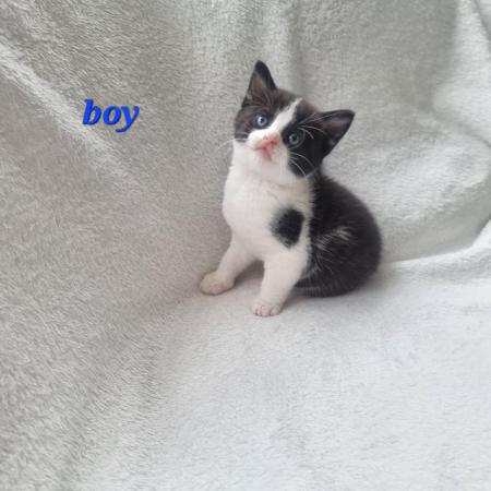 Image 1 of 4 cute kittens, ready for new homes