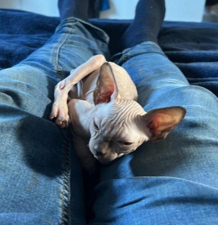 Image 9 of Playful and loving Sphynx kittens
