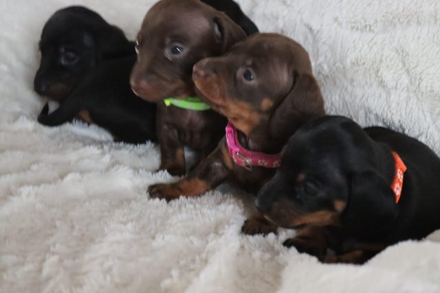 Image 11 of 2smooth haired miniature dachshunds left, ready now