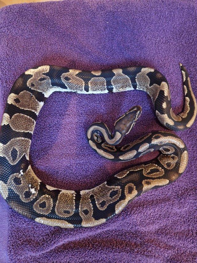Preview of the first image of Various Royal Pythons for Rehoming.