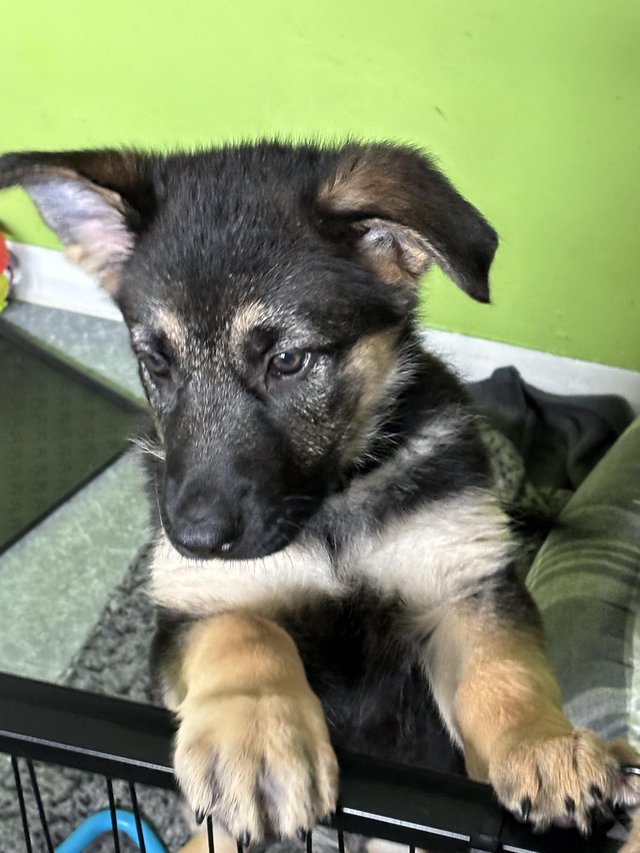 Preview of the first image of German Shepherd puppies for sale.