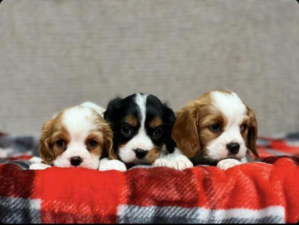 Image 14 of STUNNING CAVALIER KING CHARLES PUPPIES
