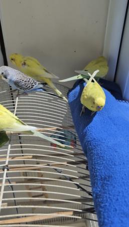 Image 13 of Young and healthy budgies!