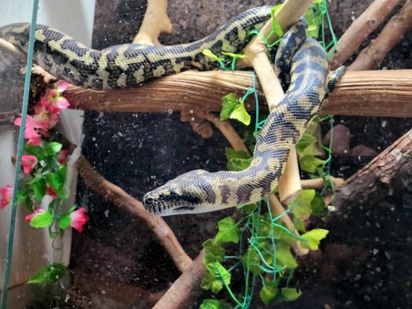 Image 4 of Male carpet python with full set up