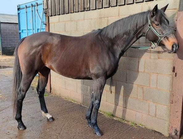 Image 3 of Gorgeous 16hh TB Mare Project Potential Dressage Brood Mare
