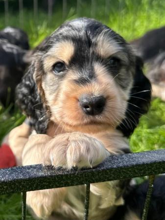 Image 6 of Stunning KC Registered Sable Show Cocker Spaniel Puppies