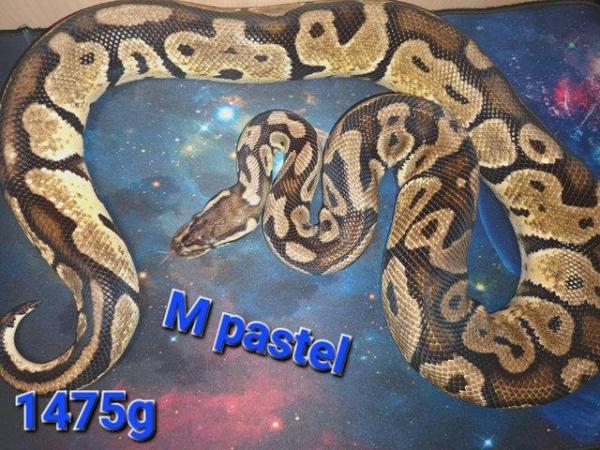 Image 3 of Ball pythons For sale cheap prices