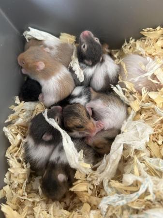 Image 3 of Baby hamsters for sale.