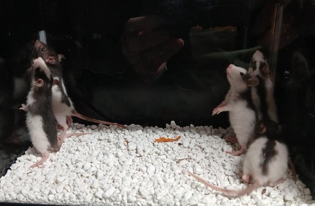 Image 11 of Baby Rats Dumbo's and Straight ears