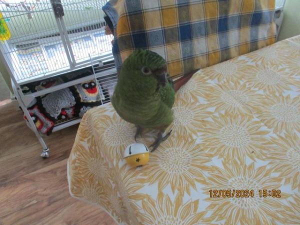 Image 2 of 2 x Austel conures. very tame