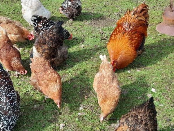 Image 4 of 5 brown laying hens with a Gold laced Orpington cockerel.