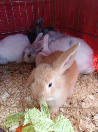 Image 7 of Mini lops 8wks old 5  £30 or two for £50