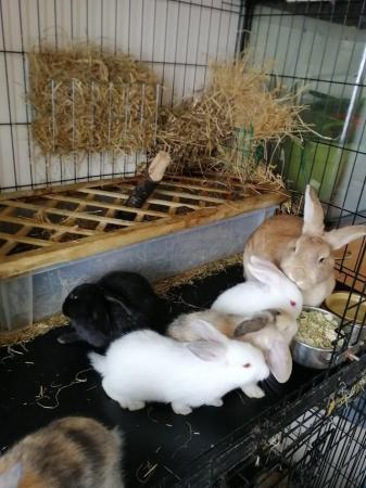Image 1 of Cute REX baby bunnies with lovely temperament