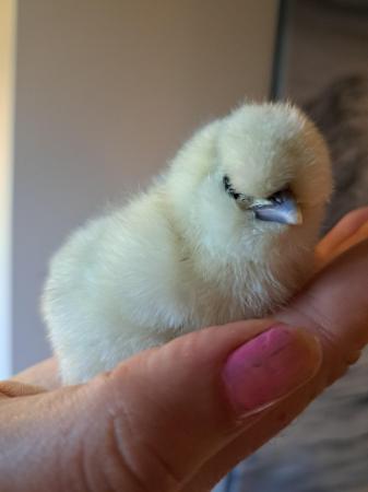 Image 4 of Silkie bantam chicks available now